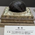 センソ（蟾酥）・・六神丸・救心に含まれる強心成分