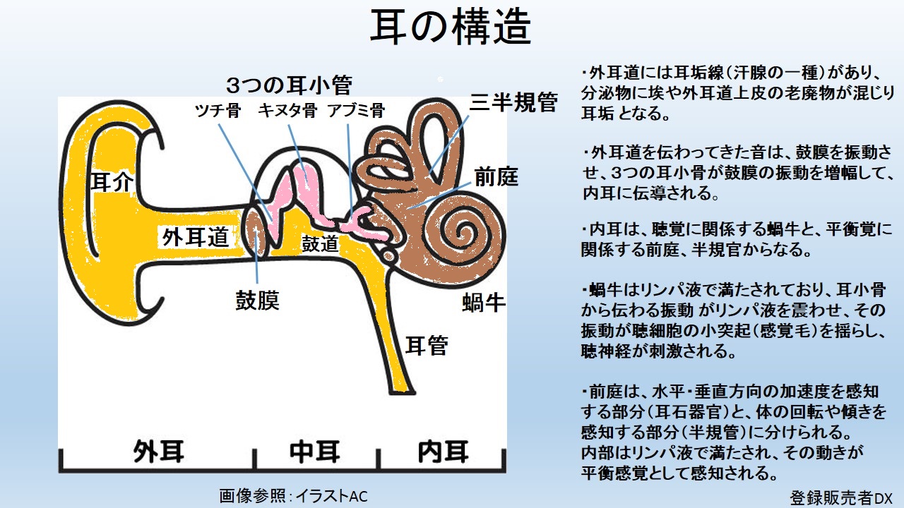 耳の構造 解剖図 登録販売者試験