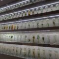 上海中医薬博物館（2025.3訪問記）・・・中国最大規模の中医薬博物館、行き方や見所など